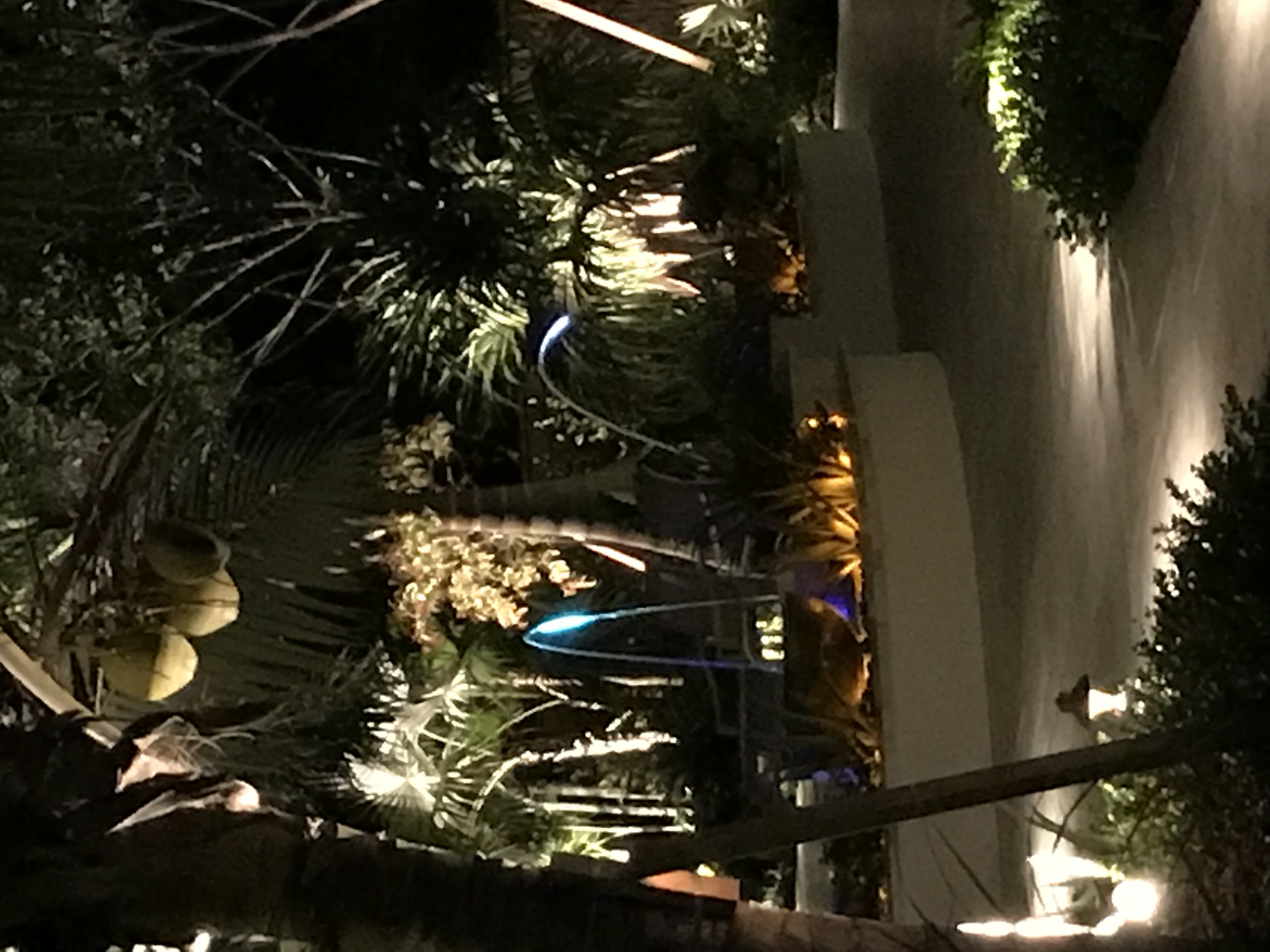 Tropical Garden